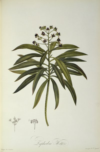 Euphorbia Mellifera, aus `Le Jardin de la Malmaison